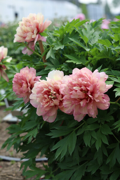 伊藤芍药-希拉里/梦里蝴蝶