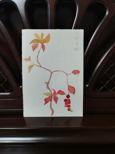 41 欧洲花楸（绘画 | 水彩 | 果花甘05）
2018.09.27
宝珠轻垂，琼露捧着太阳光，浆果正酝酿着香气。
花楸开过美丽的白花。星子般的白花，像步摇上的巧思——珍珠与轻绒夹饰，移步轻颤。
然后盛夏将尽，秋风回收了园…