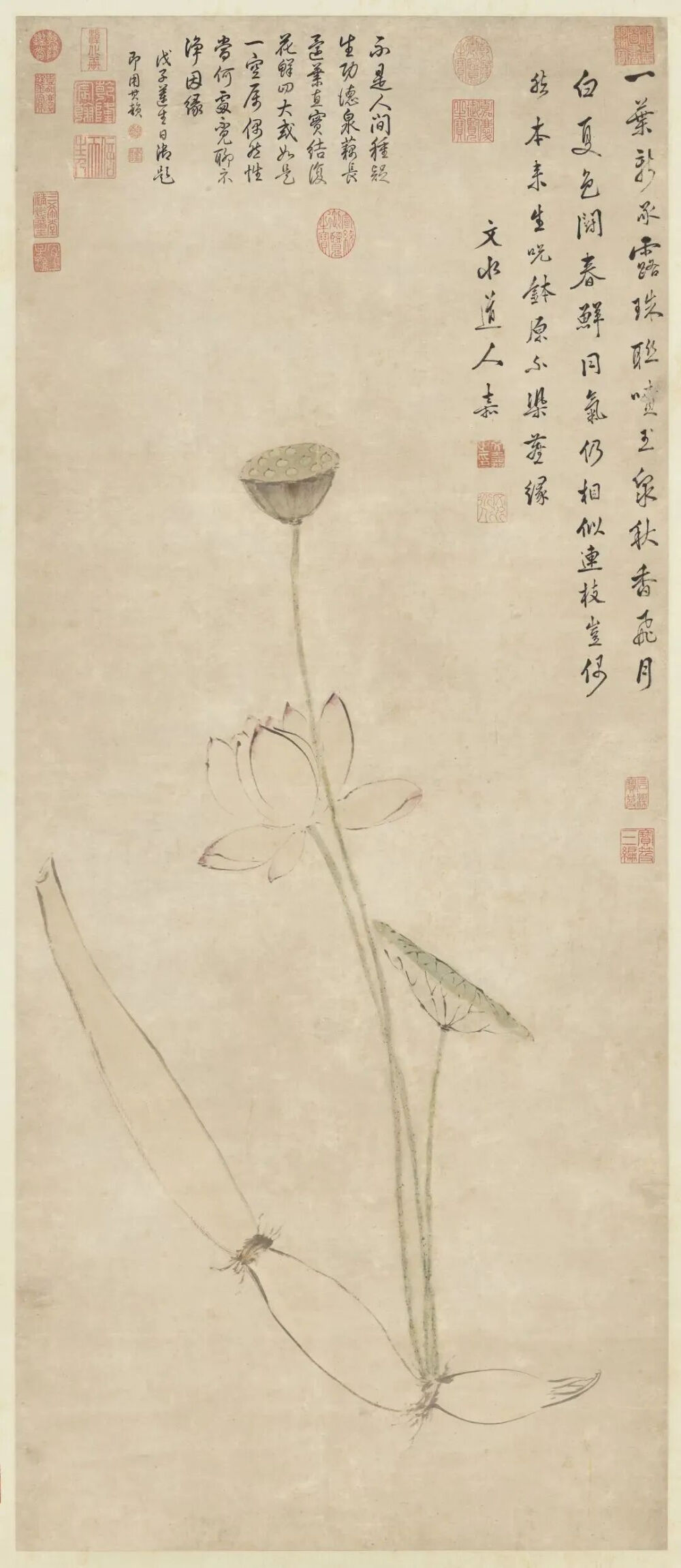 ▲ 明  文嘉 《莲耦净因图》 台北故宫博物院藏