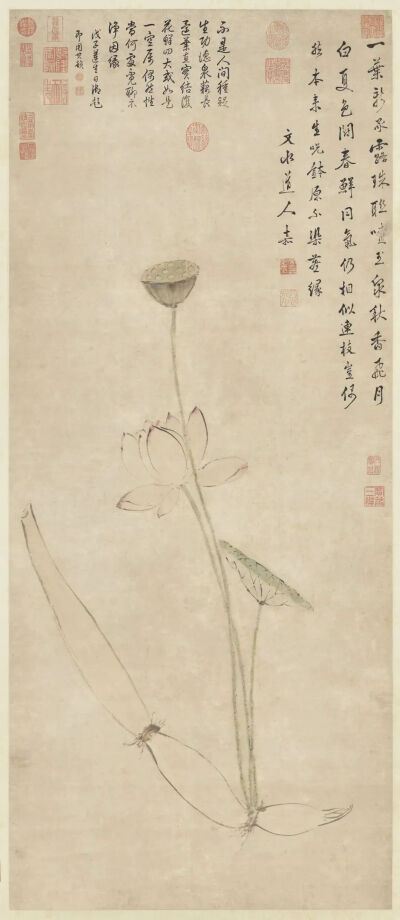 ▲ 明  文嘉 《莲耦净因图》 台北故宫博物院藏