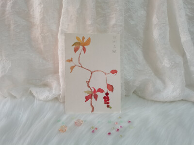 41 欧洲花楸（绘画 | 水彩 | 果花甘05）
2018.09.27
宝珠轻垂，琼露捧着太阳光，浆果正酝酿着香气。
花楸开过美丽的白花。星子般的白花，像步摇上的巧思——珍珠与轻绒夹饰，移步轻颤。
然后盛夏将尽，秋风回收了园…