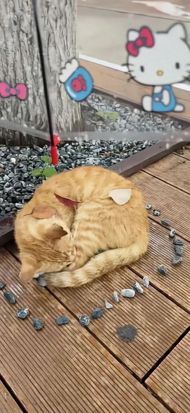 我是不会放弃收集这种图片的