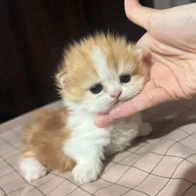 我是不会放弃收集这种图片的