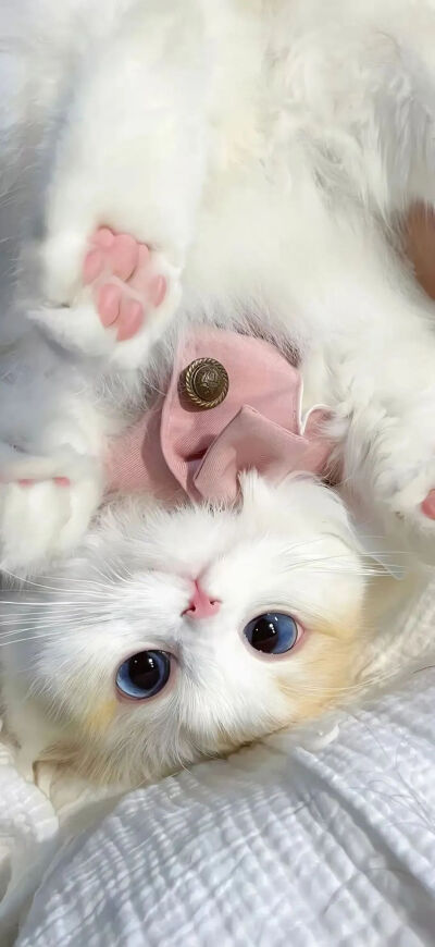 我是不会放弃收集这种图片的