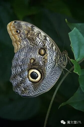 猫头鹰环蝶（学名：Caligo eurilochus）又名猫头鹰蝶，取名自后翅翅底大而仿真的眼斑。属于猫头鹰环蝶属的一个物种，是一种热带雨林蝴蝶，体型较大。由于此蝶幼虫所寄主的植物是竹或凤梨科植物，所以被视为害虫。此蝶受到蝴蝶收藏家珍视。
