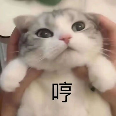 猫猫表情包