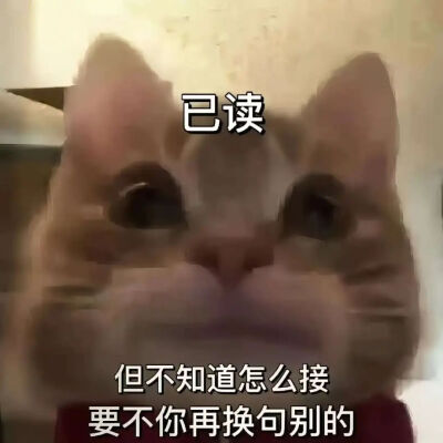 猫猫表情包