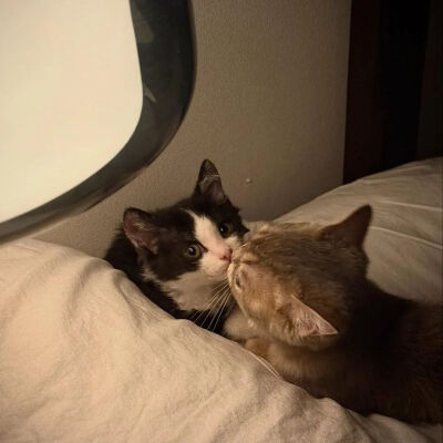 我是不会放弃收集这种图片的