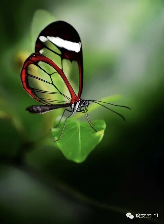 宽纹黑脉绡蝶（学名：Greta oto）
又名玻璃翼蝶，属于蛱蝶科的一个物种，是一种热带蝴蝶。在圈养环境下，如果得到很好的照料，宽纹黑脉绡蝶的寿命至少可达到6周。翼展在5.6厘米到6.1厘米之间，身体颜色暗淡，翅膀边缘并不透明，主要有红色、橙色和深褐色三种颜色。透明的翅膀为它们提供了有效的伪装。它们的翅膀呈透明状，是一种有效的防御机制。飞行过程中，宽纹黑脉绡蝶很难被捕食者发现，最大飞行速度可达到每小时13公里。该蝶可承受40倍于自身体重的重量。
