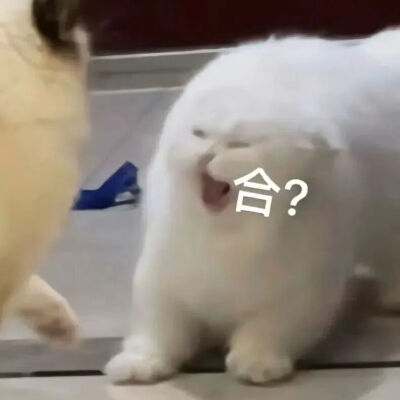 猫猫表情包