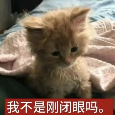 猫猫表情包