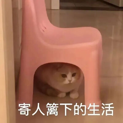 猫猫表情包
