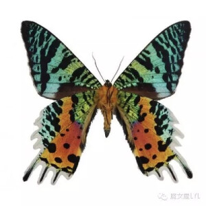 多尾凤蛾（学名：Urania ripheus）属于毒蛾科的一个物种，此蝶有剧毒的；而且越是艳丽的地方越毒。常被认为是所有蛾类中最壮观的种类，色彩曾流行于维多利亚女王时代，当时的人们用此蛾的翅做首饰，幼虫成黄色及黑色，生有棒形端的长毛，取食藤本植物的叶。有毒食料和鲜明的颜色表明对鸟类和动物有害。