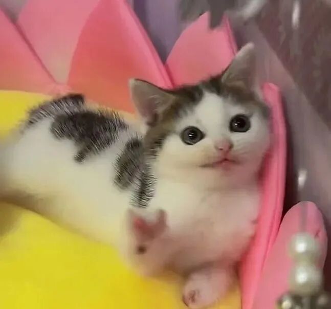 我是不会放弃收集这种图片的