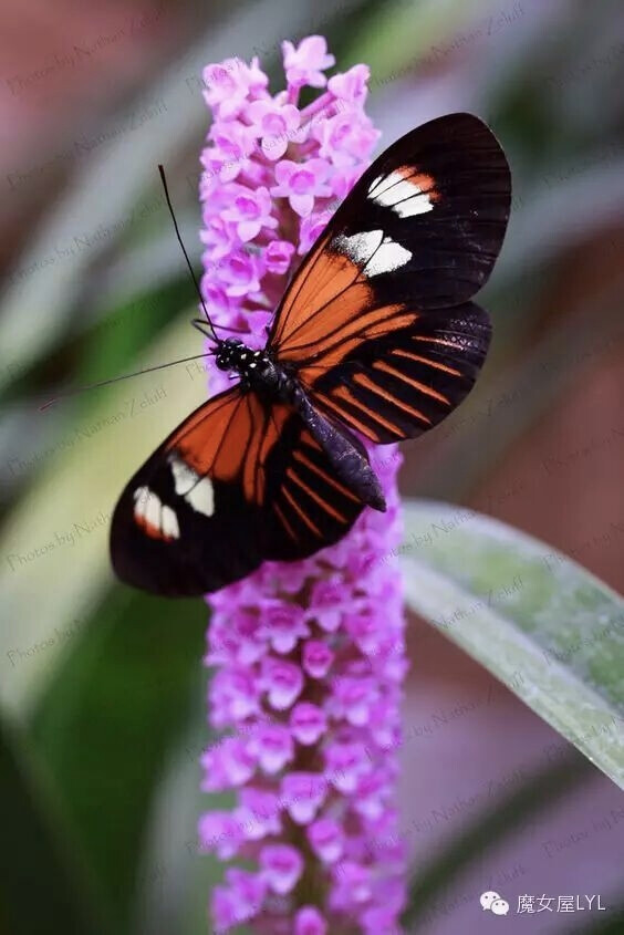 红带袖蝶（学名：Heliconius melpomene）
属于凤蝶科的一个物种。世界著名”有毒“蝴蝶，主要分布在巴西一带，该物种已有数百万年的历史。1999年巴西带邮差蝴蝶在中国昆明展出，获得中国观众认可、喜爱。由于其体表颜色很想当时葡萄牙国内邮差制服的颜色，故而得名邮差蝴蝶。
