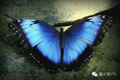 蓝闪蝶（学名：Morpho menelaus）
又名蓝摩尔福蝶，蛱蝶科闪蝶属中最大的一个物种，是一种热带蝴蝶。科名来自希腊词“Morph”，为美神维纳斯的名字，意味着美丽、美观。蓝色的翅膀十分绚丽，长约15厘米。成年雌蝶的…