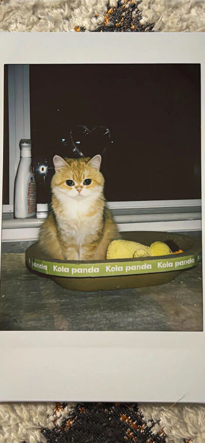 我是不会放弃收集这种图片的