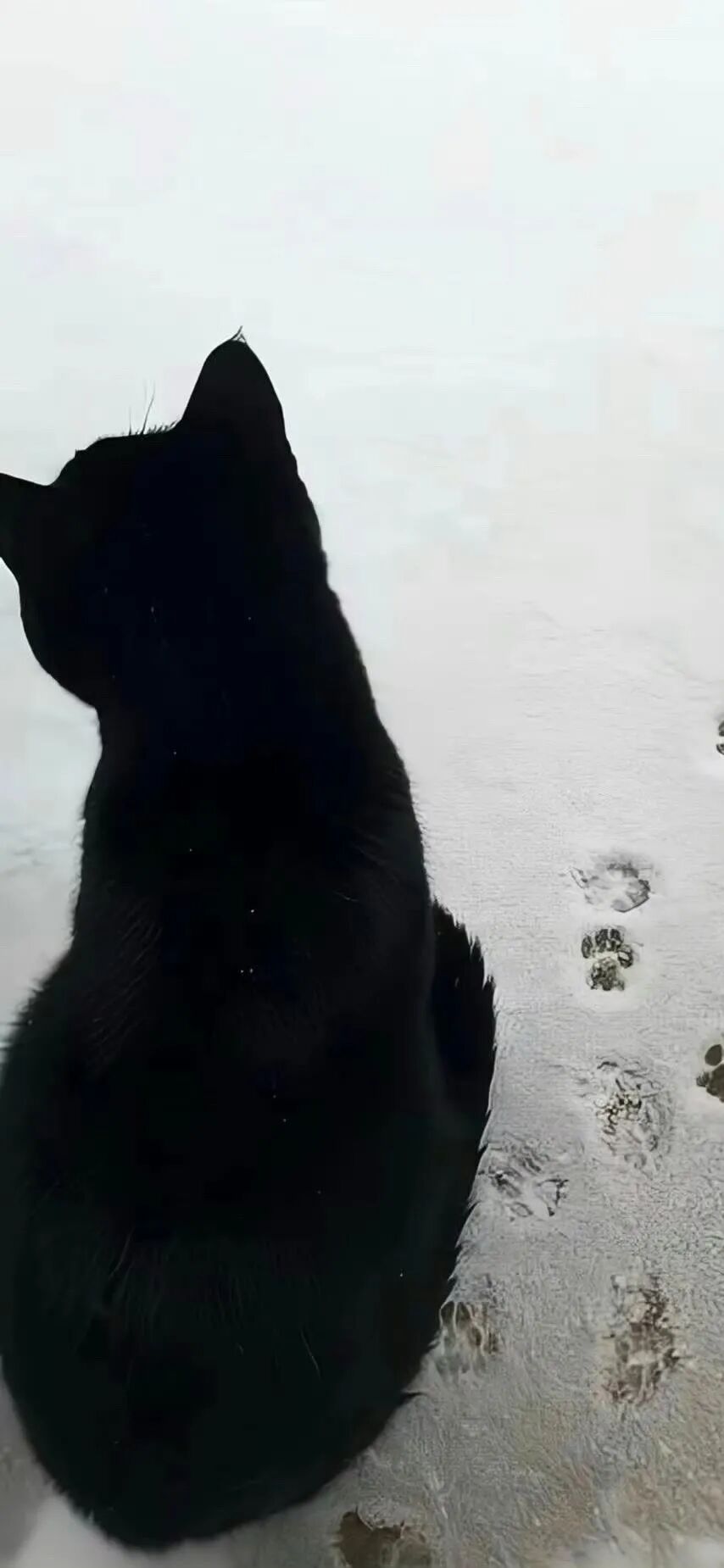 我是不会放弃收集这种图片的