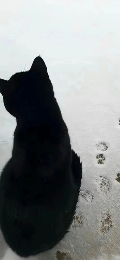 我是不会放弃收集这种图片的