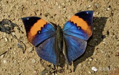 枯叶蛱蝶（学名：Kallima inachus）
属鳞翅目蛱蝶科，是世界著名拟态的种类，自然伪装的典型例子。枯叶蛱蝶前翅顶角和后翅臀角向前后延伸，呈叶柄和叶尖形状，翅褐色或紫褐色，有藏青光泽，翅中部有一暗黄色宽斜带…