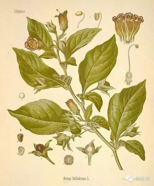 莨菪（天仙子）