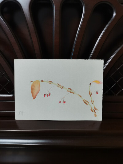 43 卫矛（绘画 | 水彩 | 果花甘05）
2018.09.27
清朗的枝叶，在秋日转黄。烤焦了面包外皮似的，烘焙出一个完整的叶缘。
枝头挂着零星的、垂丝的吊饰，勾钓往来于枝桠间的秋意。
素索细碎，仿佛一捻就能灰飞烟灭，因…