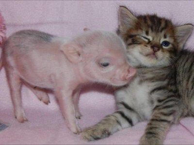 在上学，苦着呢