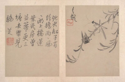 蝉 清代 八大山人