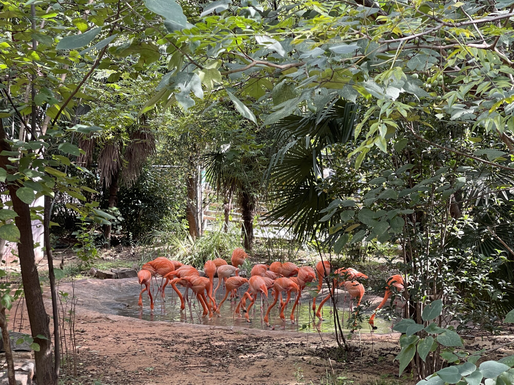 南京红山森林动物园