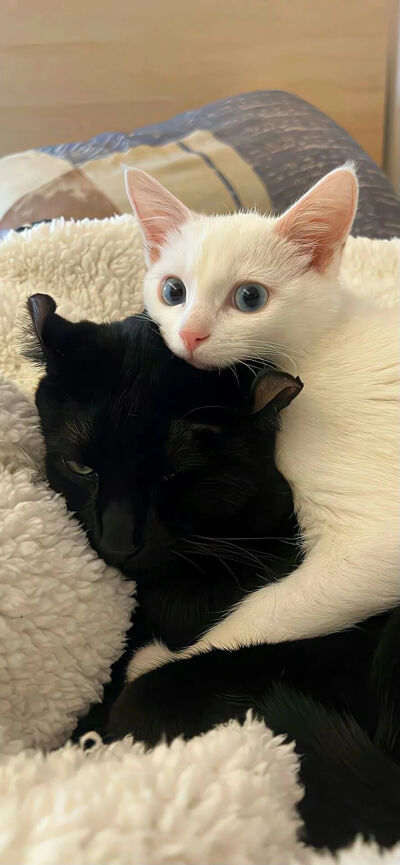 我是不会放弃收集这种图片的