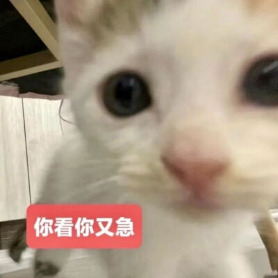 猫猫表情包