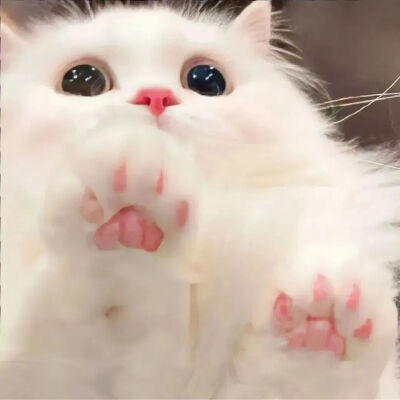 我是不会放弃收集这种图片的