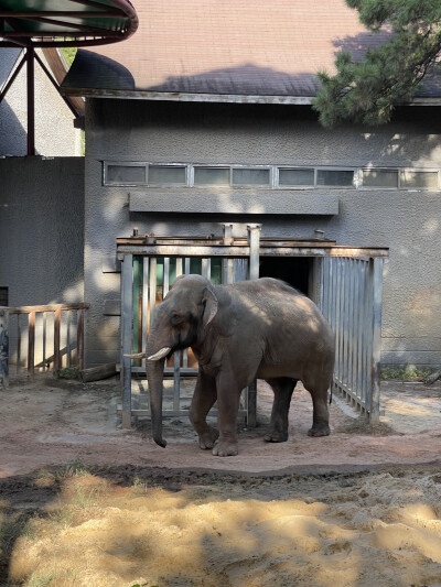 南京红山森林动物园