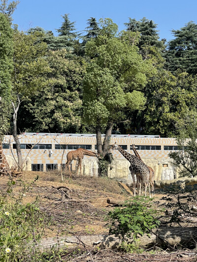 南京红山森林动物园