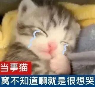 猫猫表情包