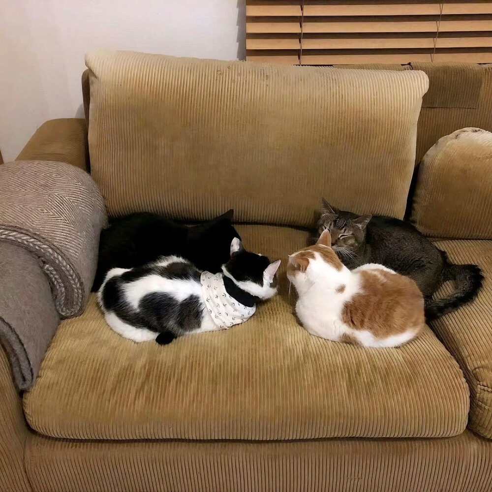 图源ks：偷喝汽水