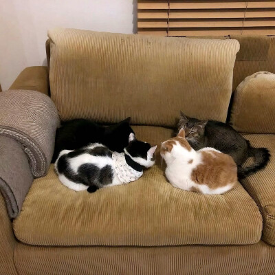 图源ks：偷喝汽水