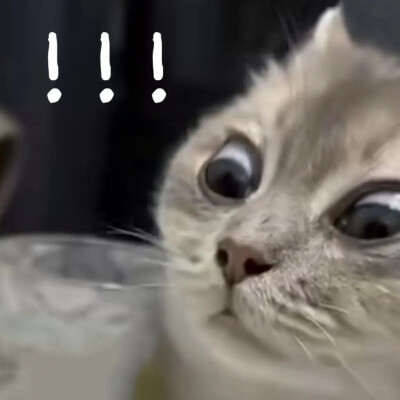 猫猫表情包