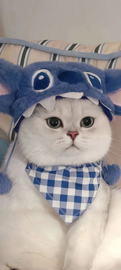 我是不会放弃收集这种图片的