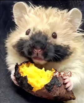 阳光是夏日的囚徒拥抱过期的记忆