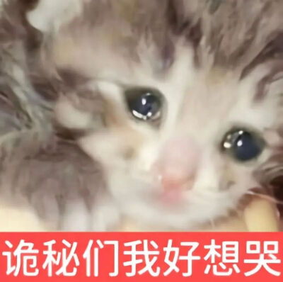 猫猫表情包
