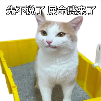 猫猫表情包