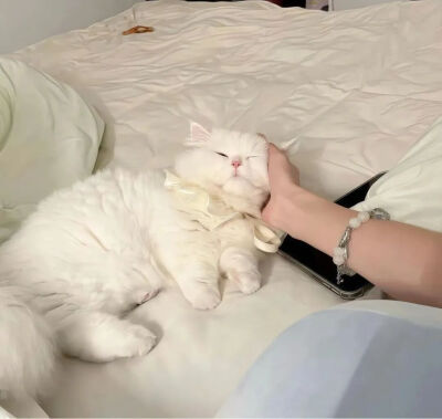 我是不会放弃收集这种图片的