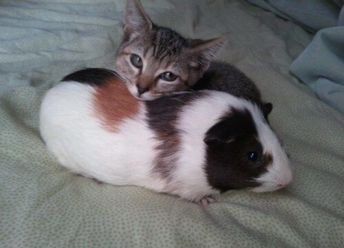 在上学，苦着呢