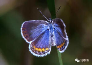 卡纳蓝蝴蝶