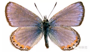 一只雄性的蓝灰蝶