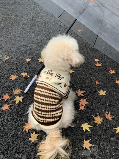 可爱修狗 .ᐟ.ᐟ
#萌宠头像#