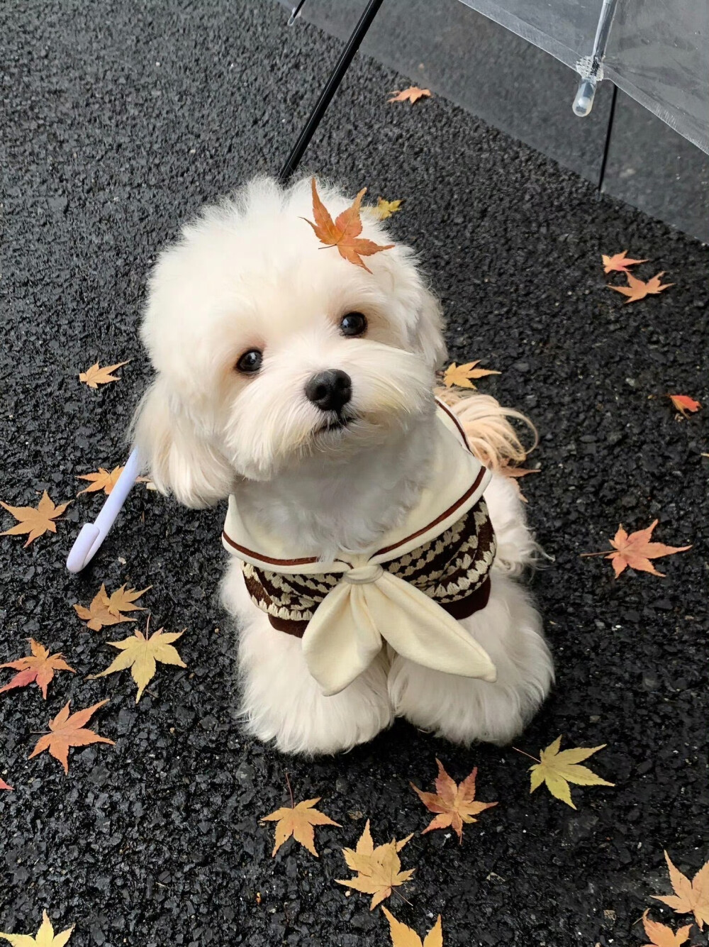 可爱修狗 .ᐟ.ᐟ
#萌宠头像#