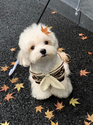 可爱修狗 .ᐟ.ᐟ
#萌宠头像#