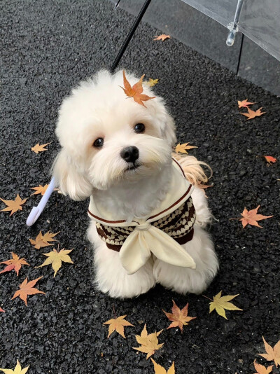 可爱修狗 .ᐟ.ᐟ
#萌宠头像#